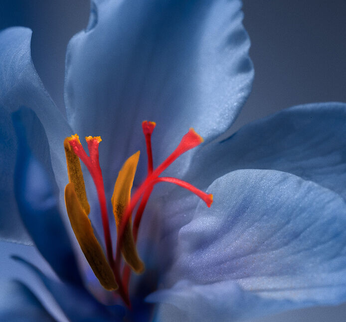 Velvet_Collection_Saffron